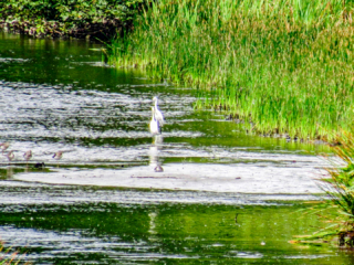 Vazante - Ilha Comprida